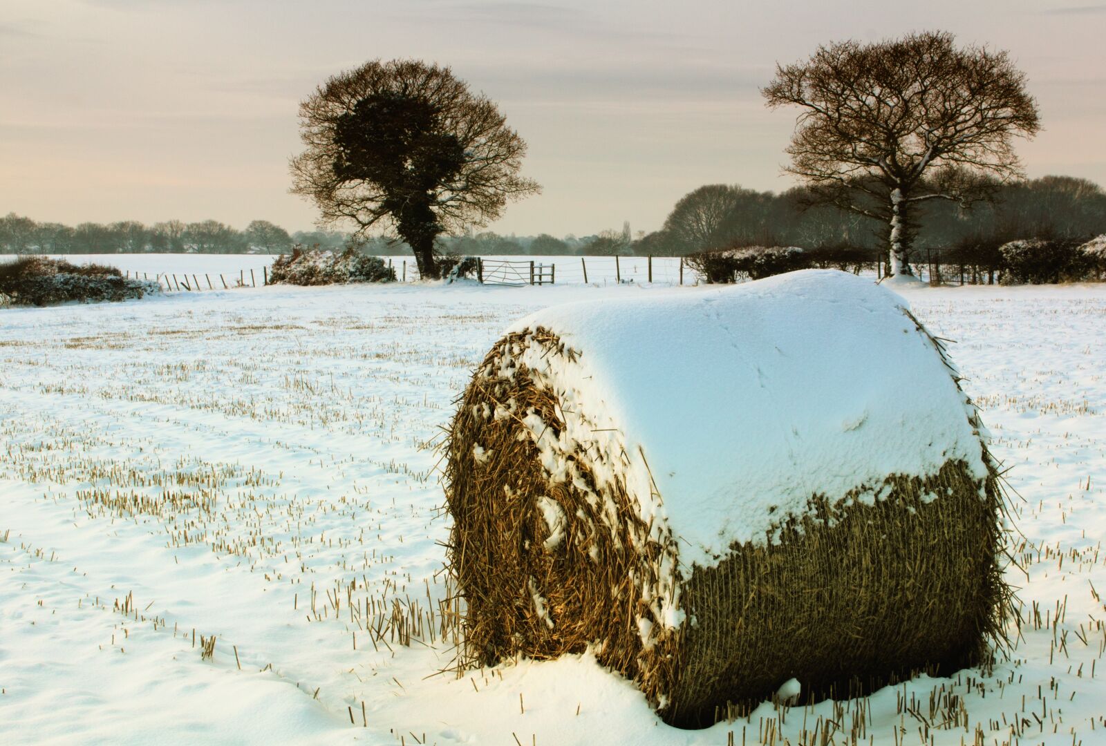 Canon EOS 550D (EOS Rebel T2i / EOS Kiss X4) sample photo. Snow, hay, bale photography