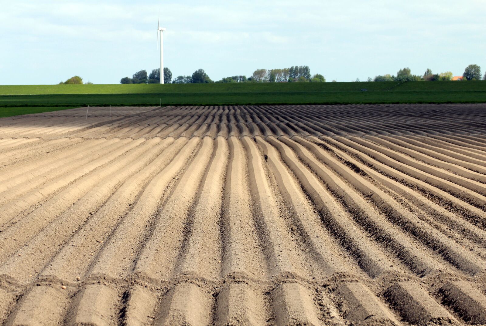 Canon EOS 600D (Rebel EOS T3i / EOS Kiss X5) sample photo. Potato cultivation, arable, cultivation photography