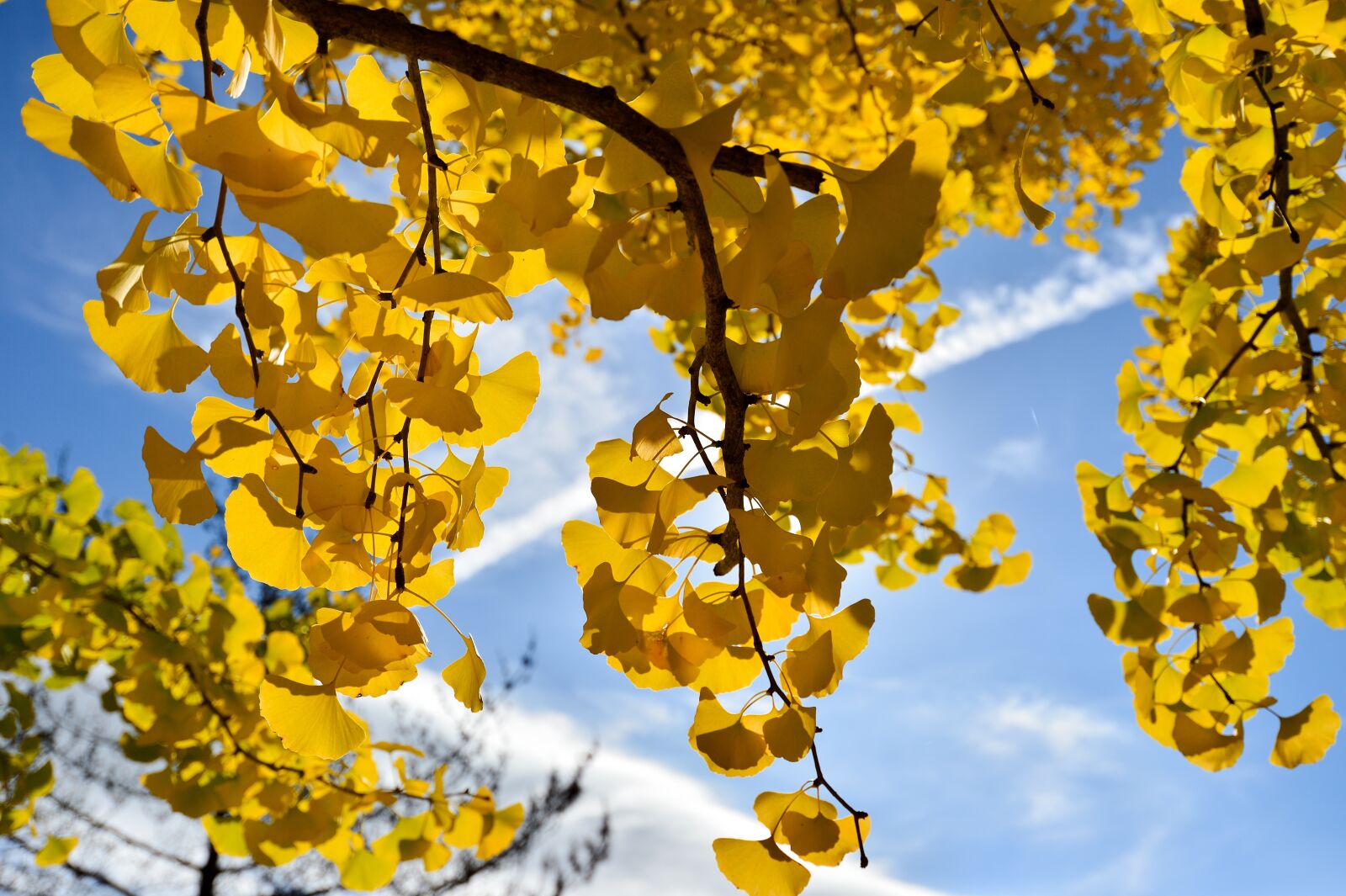 Nikon Df sample photo. Former master of the photography