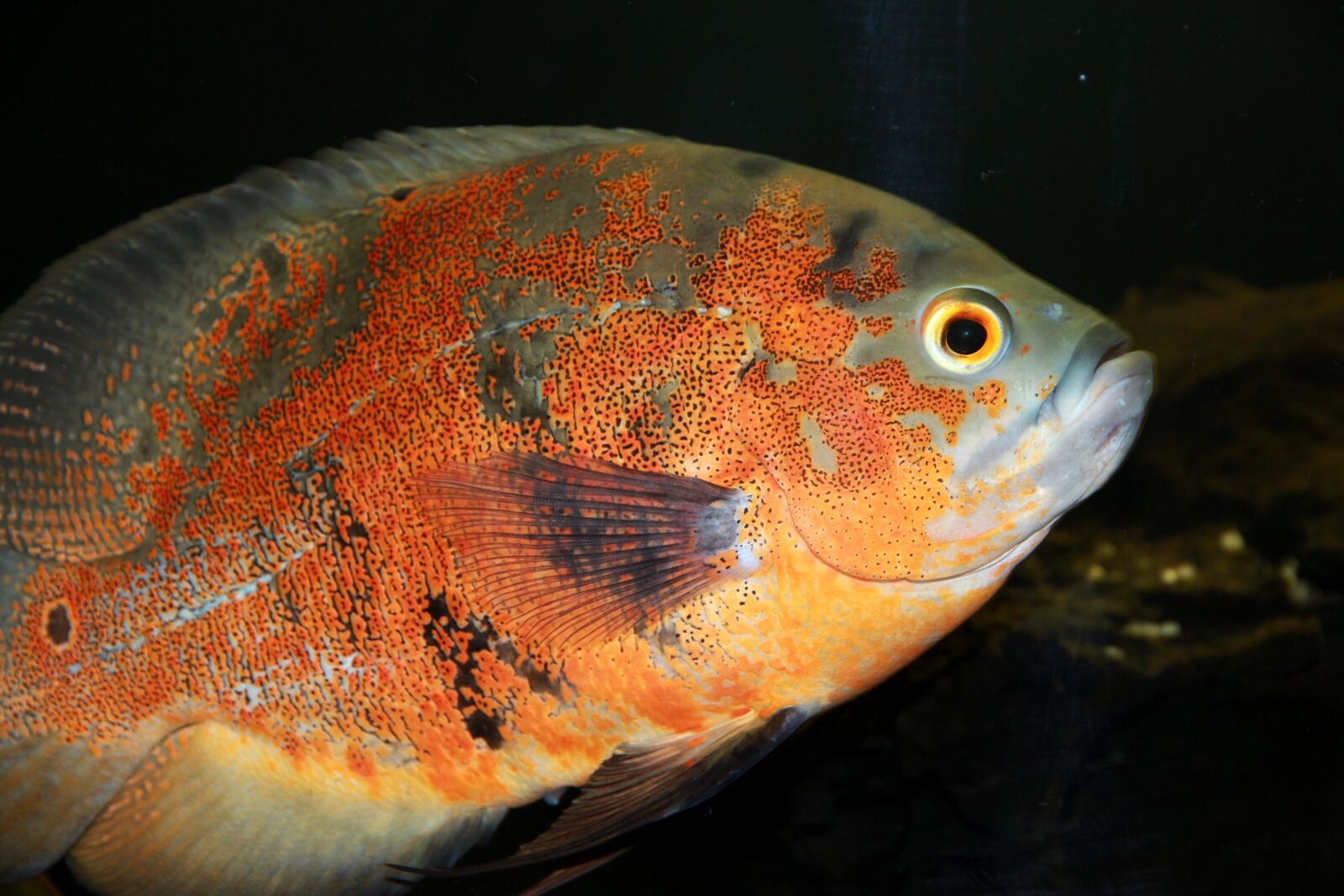 Canon EOS 650D (EOS Rebel T4i / EOS Kiss X6i) sample photo. Astronotus, fish, cichlid photography