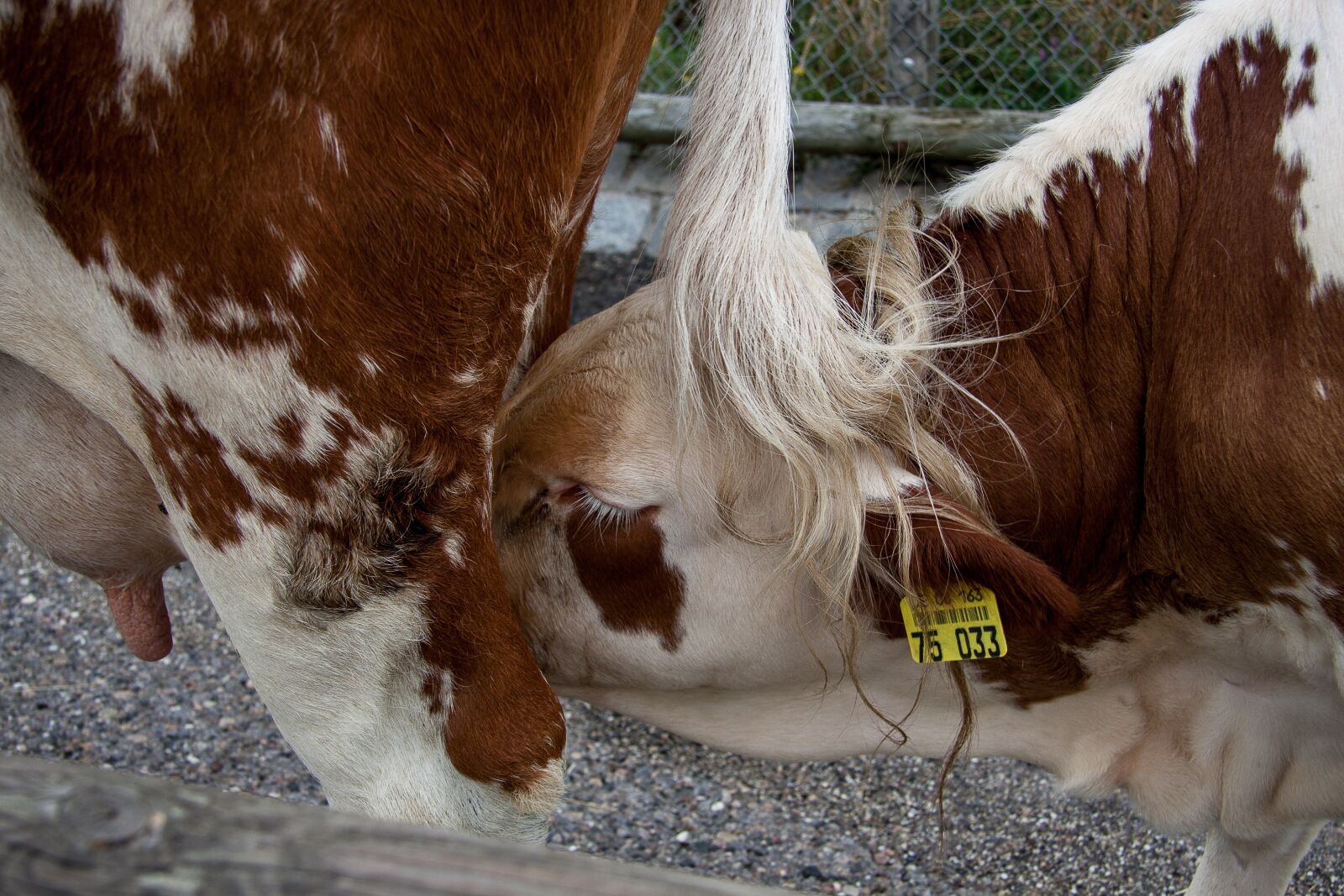 Canon EF-S 17-85mm F4-5.6 IS USM sample photo. Calf, milk, beef photography