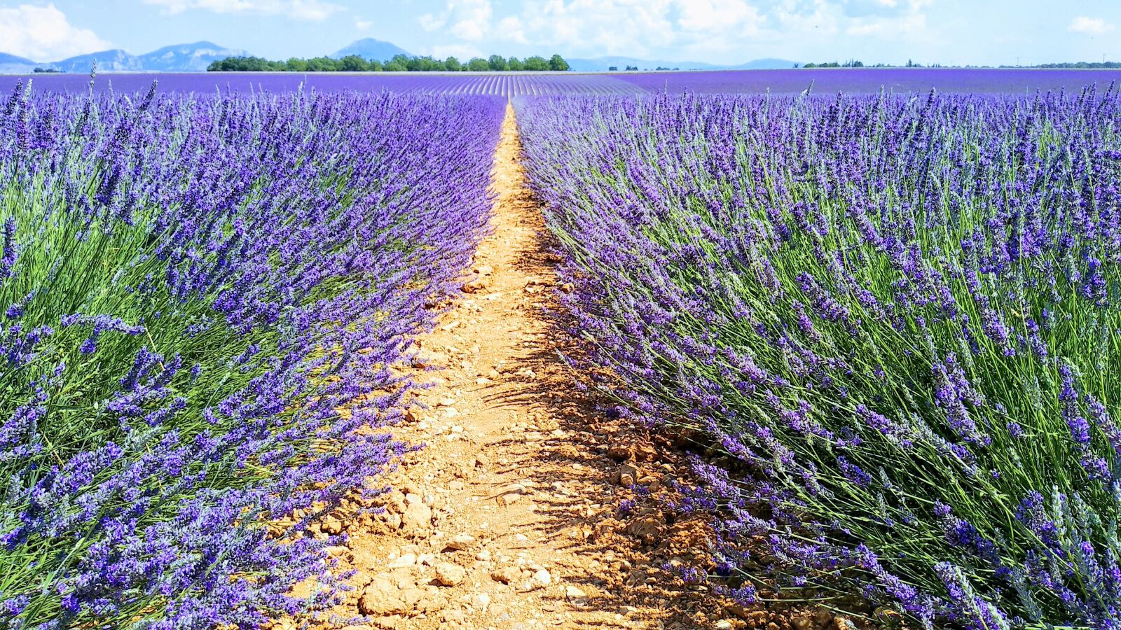 Xiaomi Mi A1 sample photo. Lavender, field, fleure photography