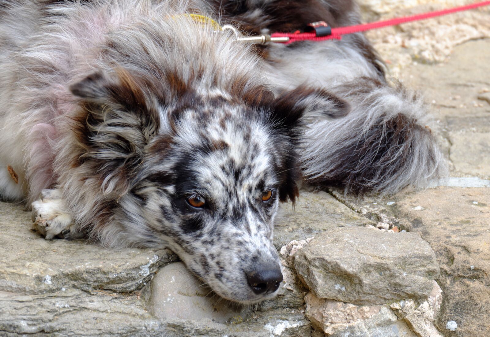 Fujifilm X-A2 + Fujifilm XC 50-230mm F4.5-6.7 OIS II sample photo. Dog, animal, pet photography