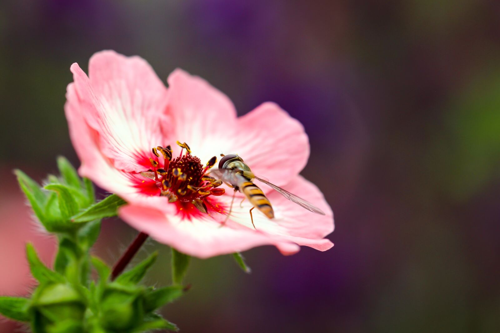 Canon EOS 700D (EOS Rebel T5i / EOS Kiss X7i) sample photo. Wasp, flower, close up photography