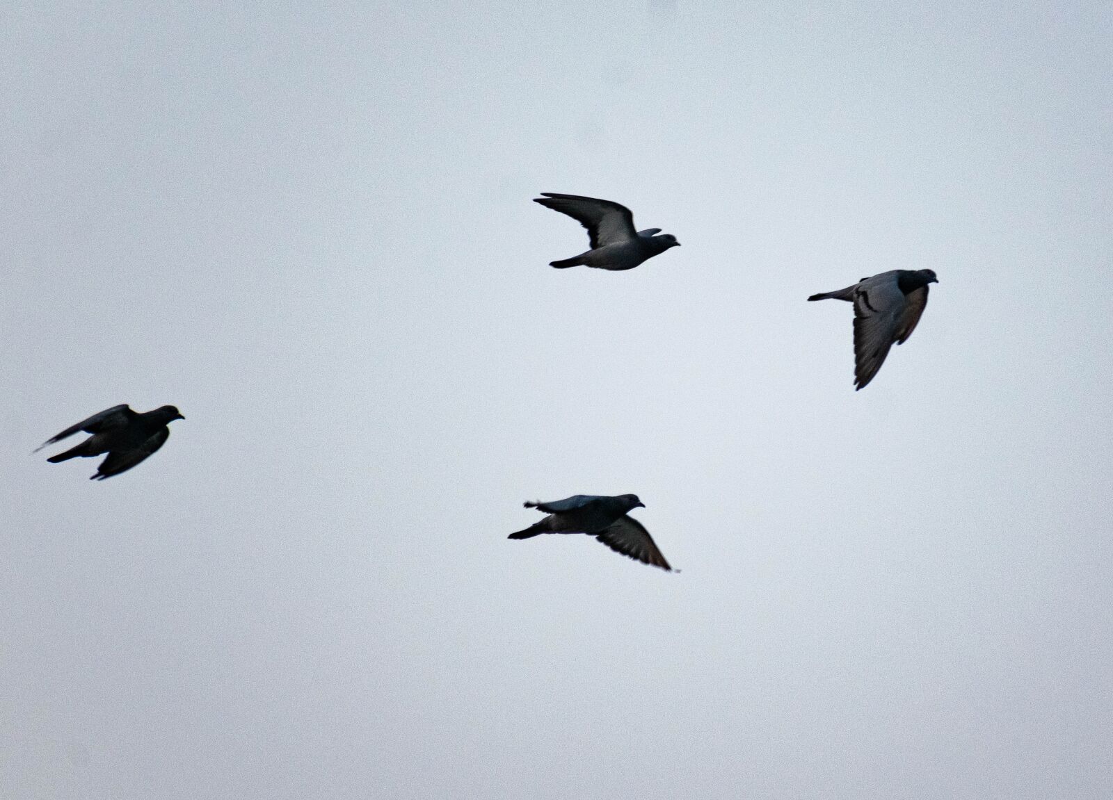 Nikon D3300 sample photo. Pigeons, flying, flock photography