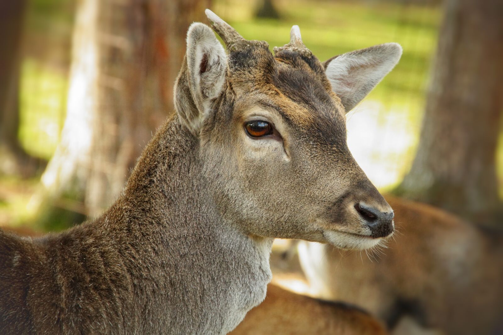Sony SLT-A58 sample photo. Red deer, hirsch, roe photography