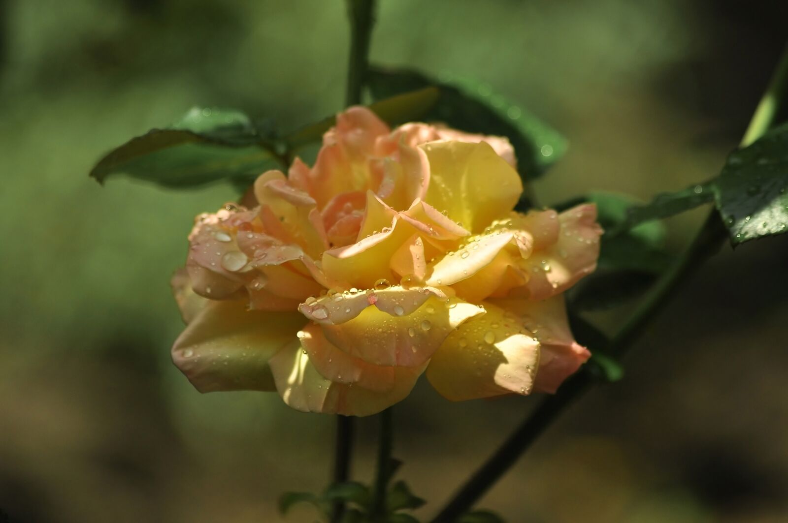 Nikon D90 sample photo. Yellow rose, rosa, light photography