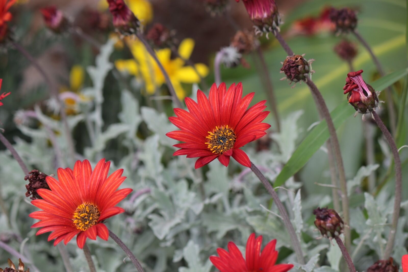 Canon EOS 650D (EOS Rebel T4i / EOS Kiss X6i) sample photo. Flowers, nature, plant photography