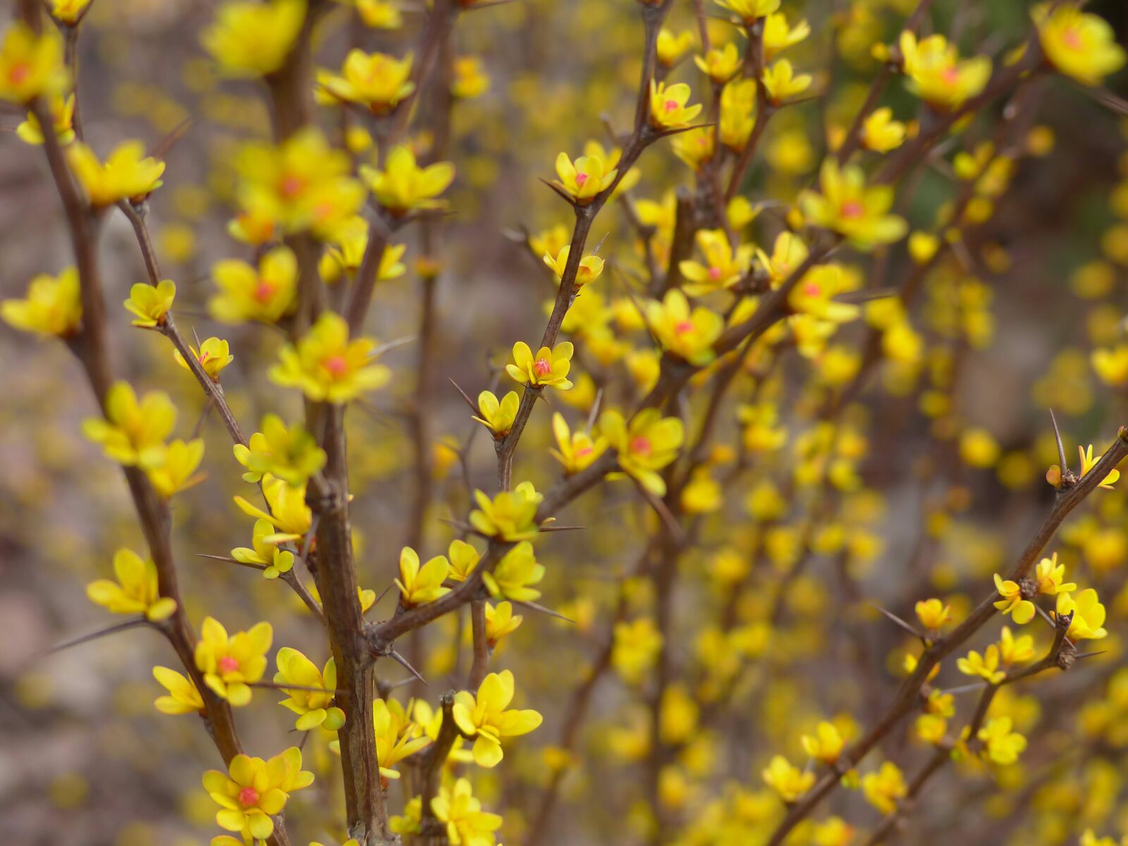 Panasonic Lumix DMC-FZ200 sample photo. Yellow flowers, bloom, flower photography