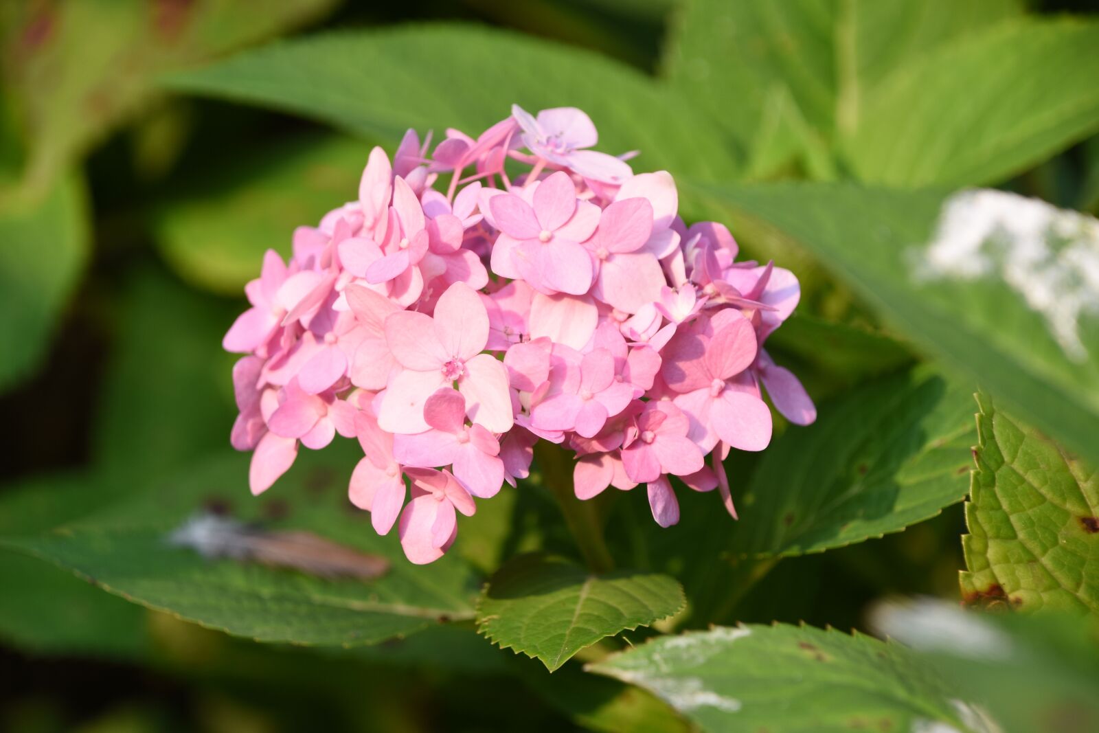 Nikon D7200 sample photo. Hydrangea viburnum, flower, pink photography