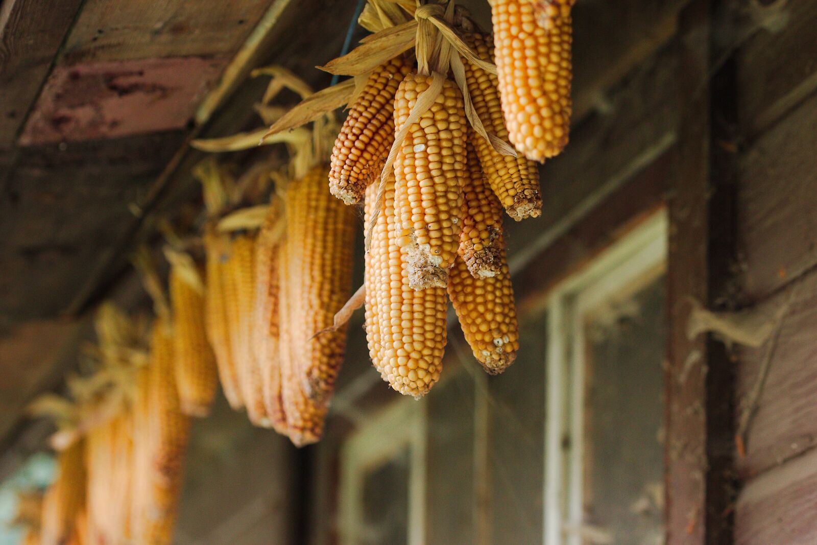 Canon EOS 70D sample photo. Food, agriculture, nature photography