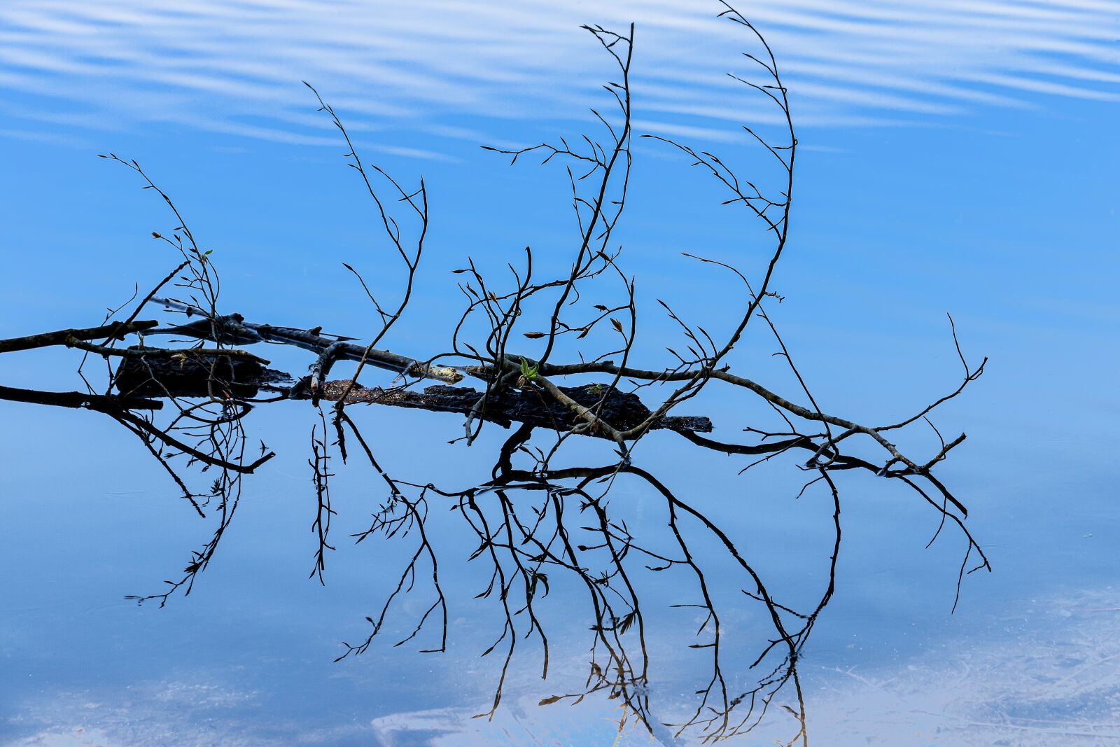 Canon EF 70-300mm F4-5.6 IS USM sample photo. Branch, water, lake photography