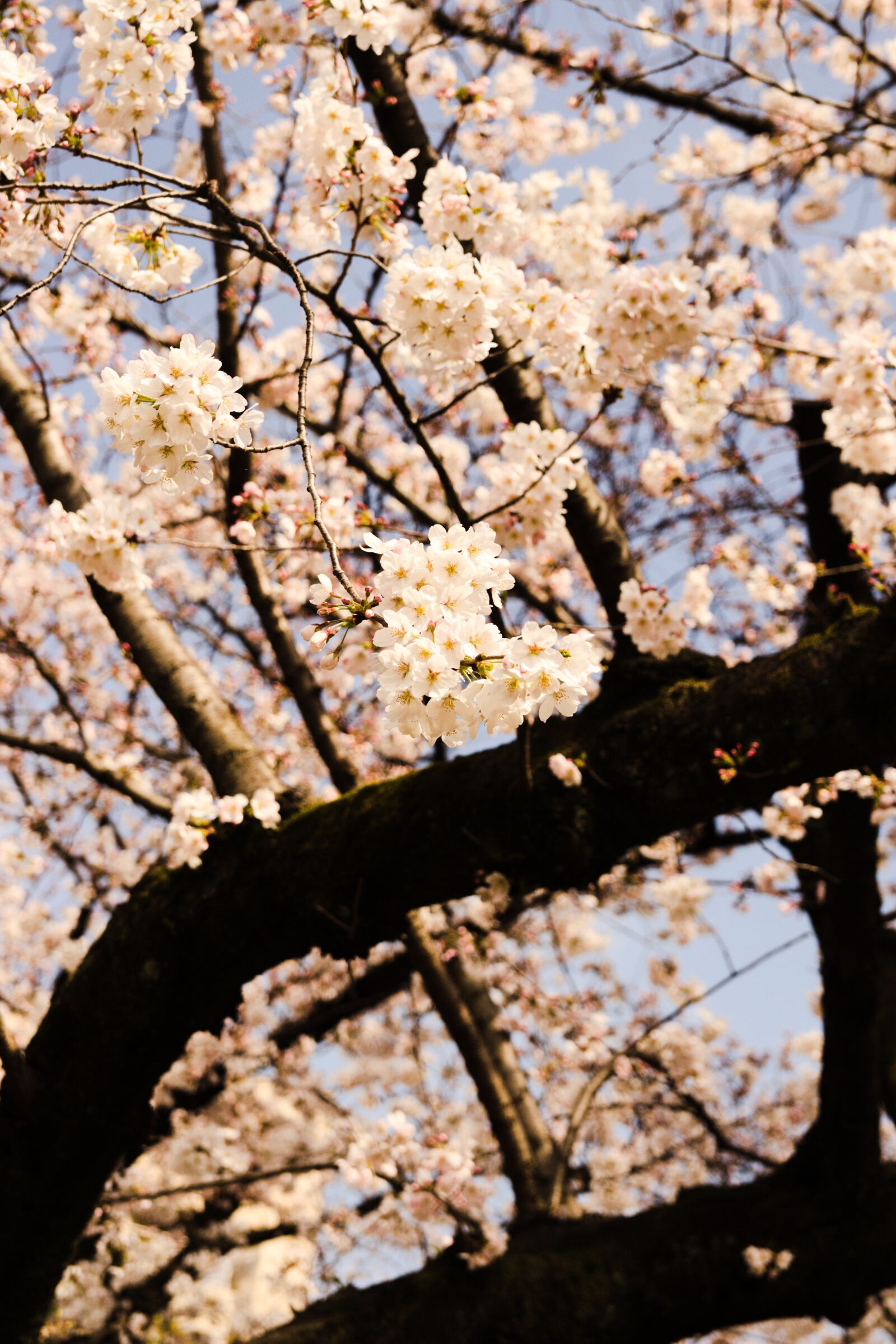 Canon EOS 700D (EOS Rebel T5i / EOS Kiss X7i) sample photo. Tree, branch, nature photography