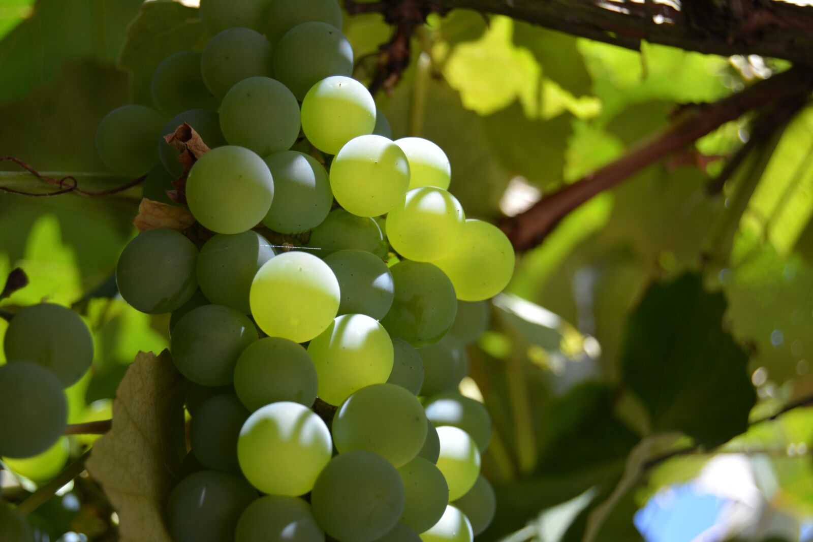 Nikon D5200 sample photo. Grapes, green, vine photography