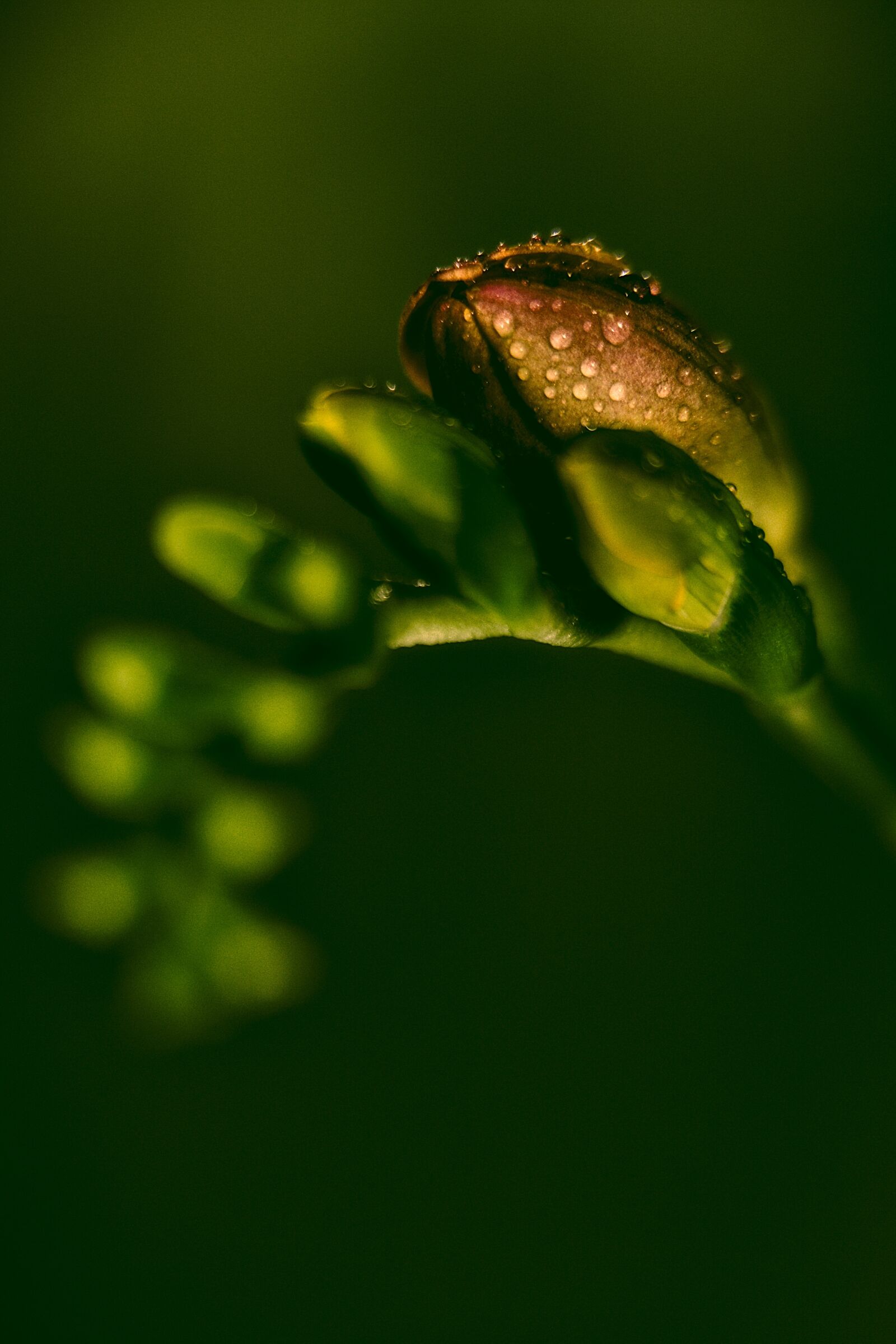 Canon EOS 6D Mark II sample photo. Freesia, flower, macro photography