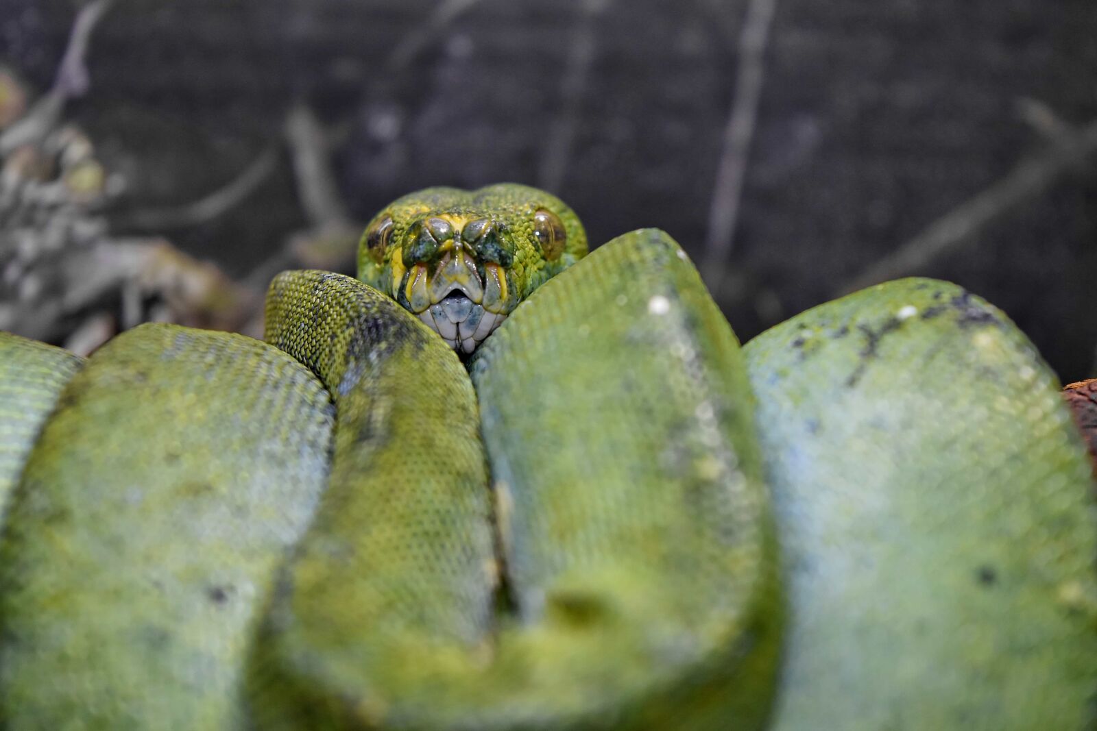 Nikon D5500 sample photo. Greenish yellow, predator, python photography