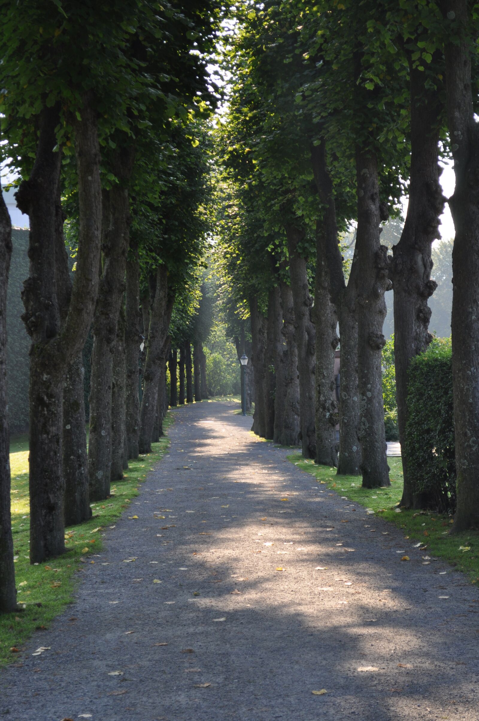 Nikon D5000 sample photo. Tree, lined, path photography