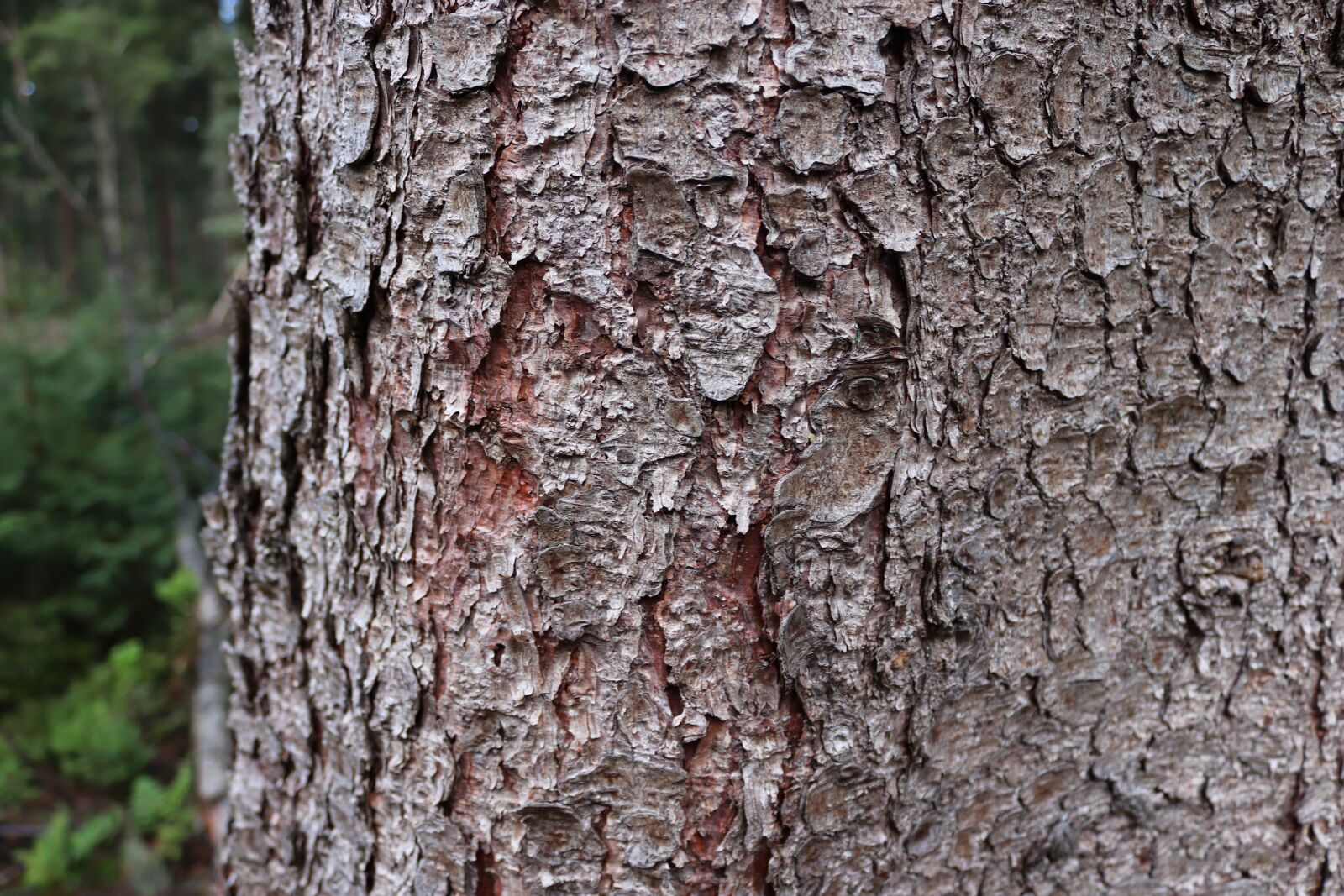 Canon EOS 200D (EOS Rebel SL2 / EOS Kiss X9) sample photo. Tree, bark, texture photography