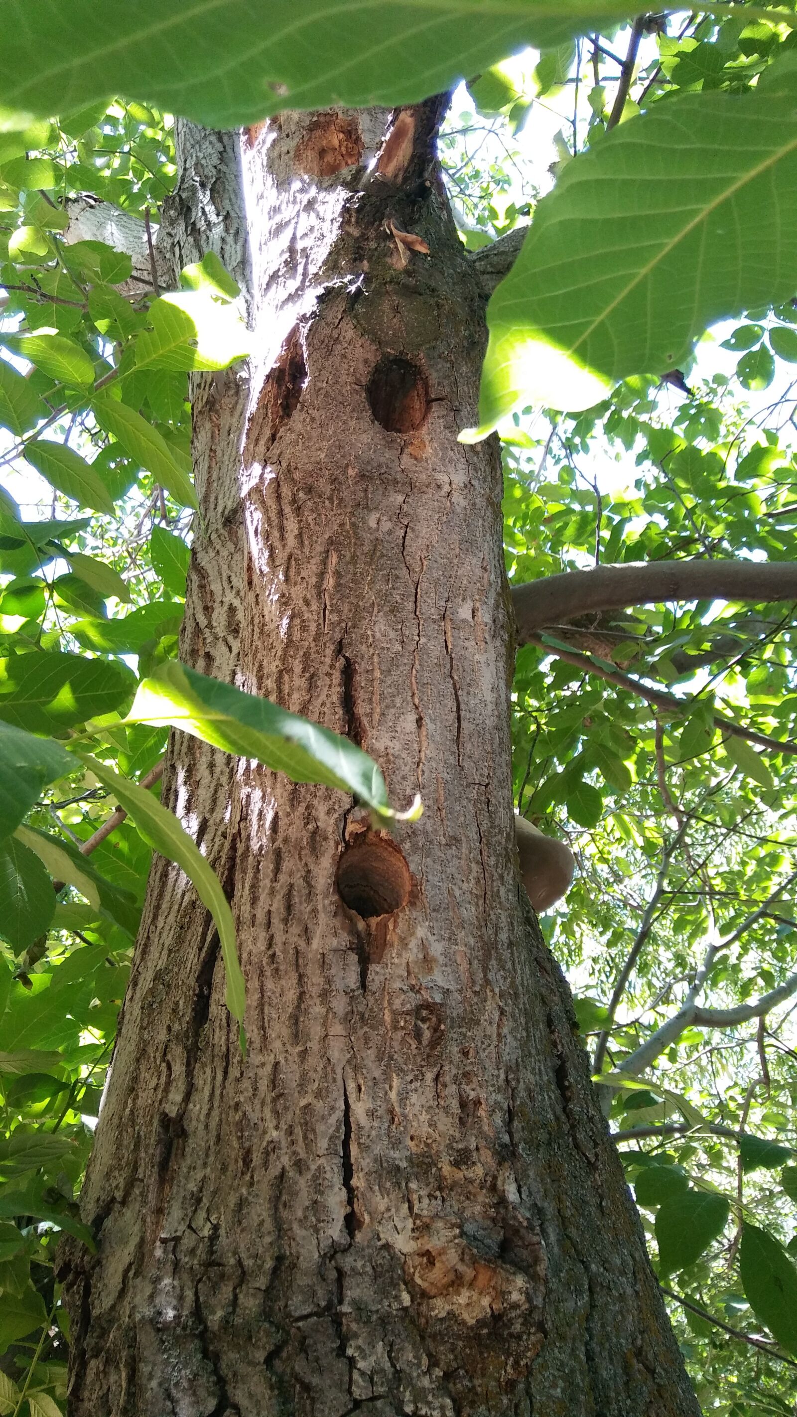 LG K520 sample photo. Woodpecker, walnut, eyrie photography