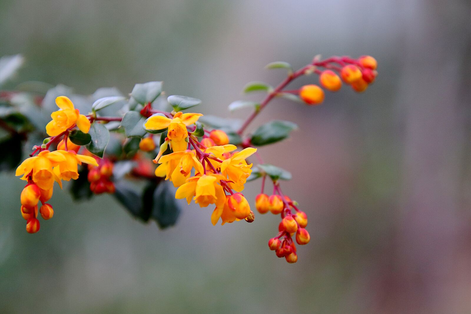 Canon EOS 800D (EOS Rebel T7i / EOS Kiss X9i) sample photo. Barbary, flowering shrubs, plants photography