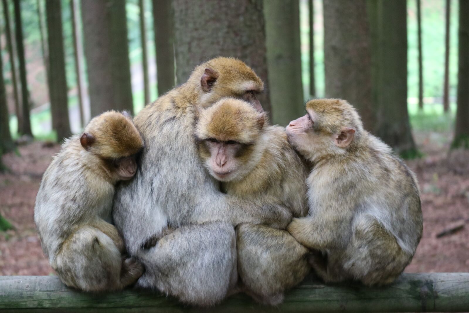Canon EOS M3 sample photo. Ape, animals, snuggle photography