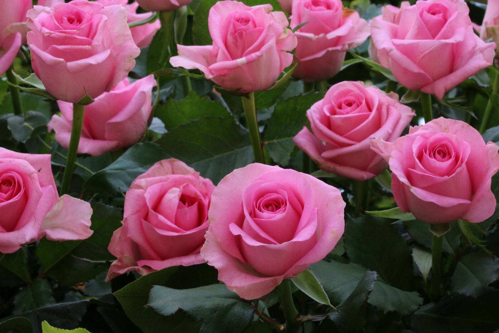 Canon EOS 750D (EOS Rebel T6i / EOS Kiss X8i) sample photo. Rose, rose festival, seoul photography