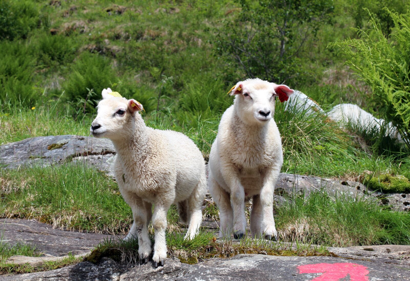 Canon EOS 600D (Rebel EOS T3i / EOS Kiss X5) + Canon EF 50mm F1.4 USM sample photo. Sheep, lamb, lambs photography