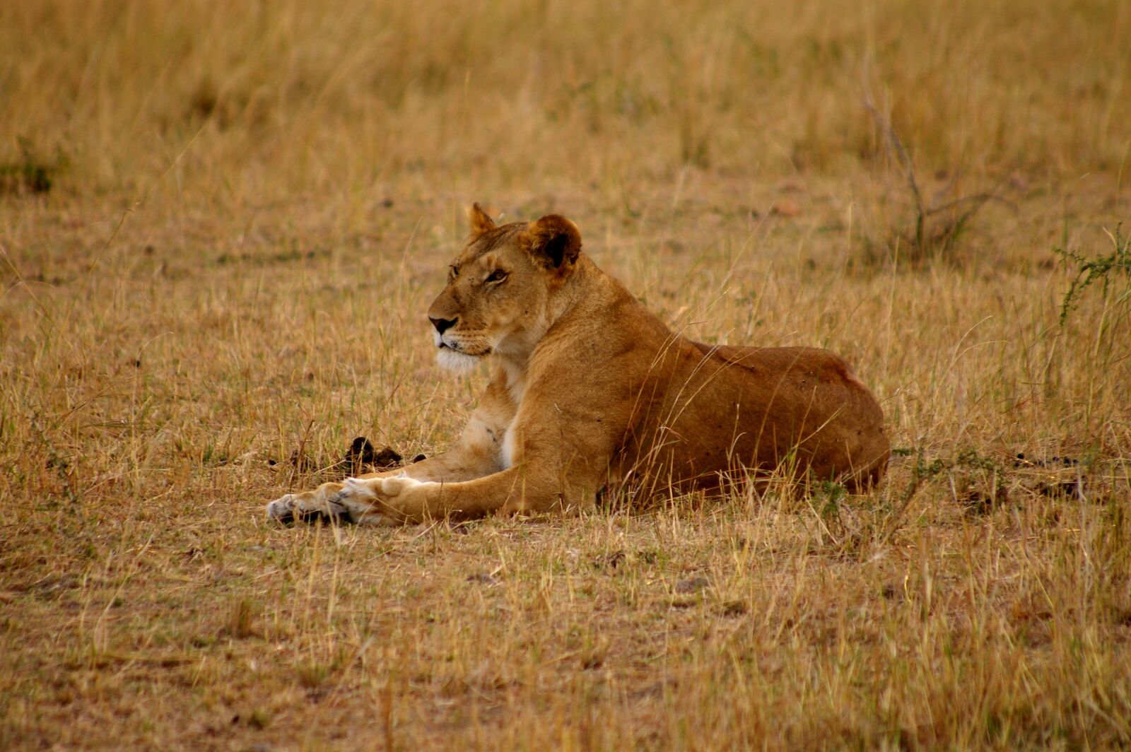 Pentax K100D sample photo. Lion, lioness, big cat photography