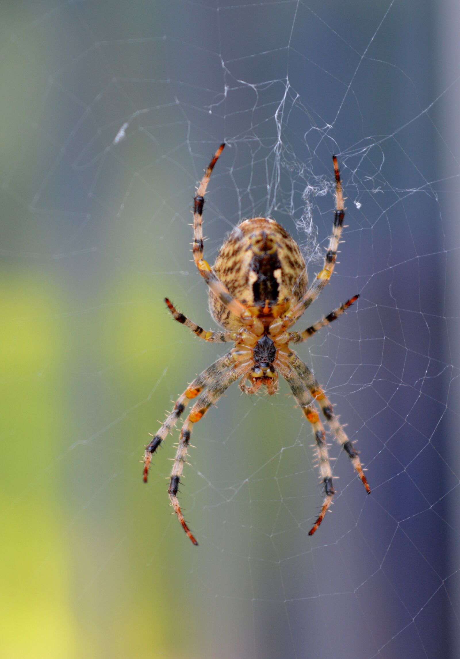 Nikon D3200 sample photo. Spider, cobweb, close up photography
