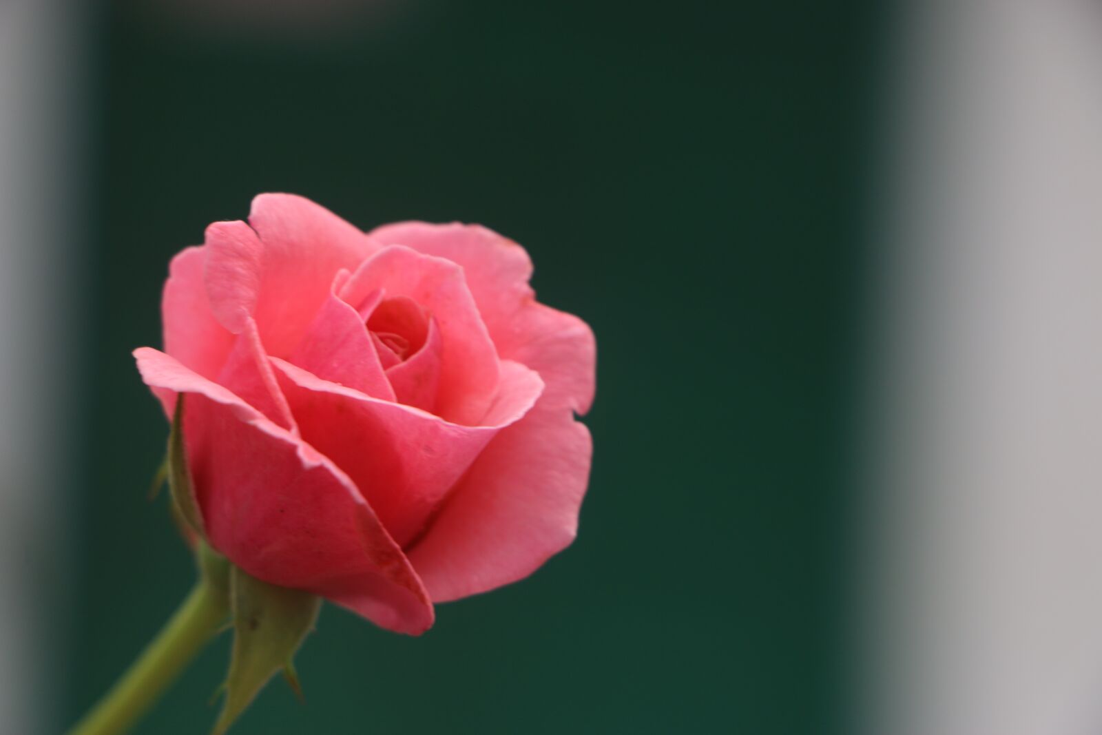 Canon EOS 70D sample photo. Flower, red rose, beauty photography