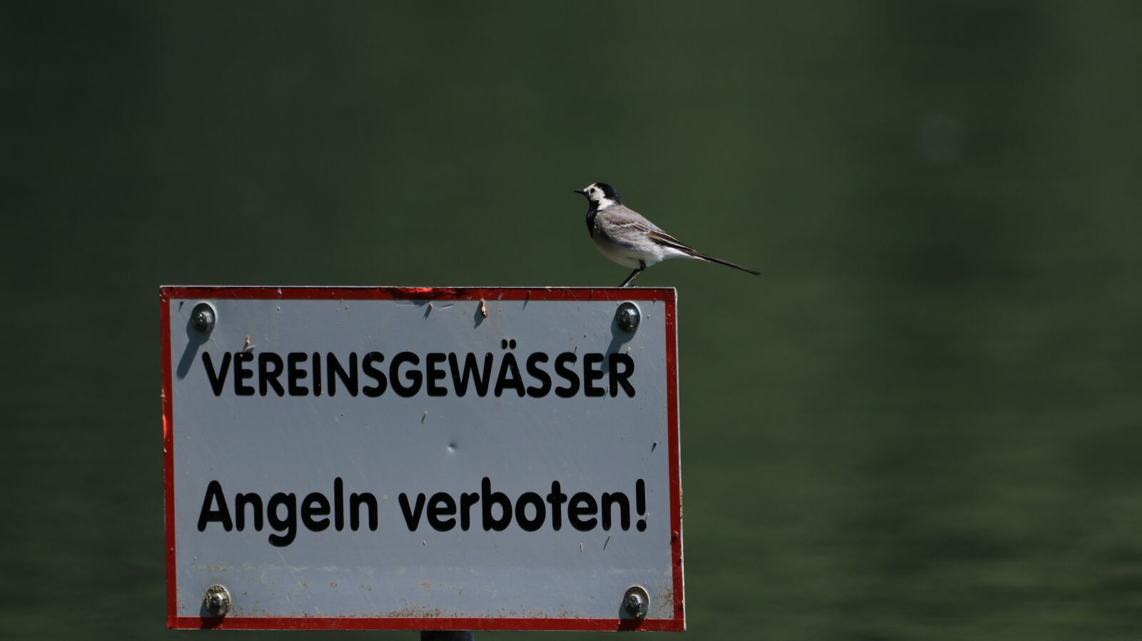 150-600mm F5-6.3 DG OS HSM | Contemporary 015 sample photo. Bird, lake, nature photography
