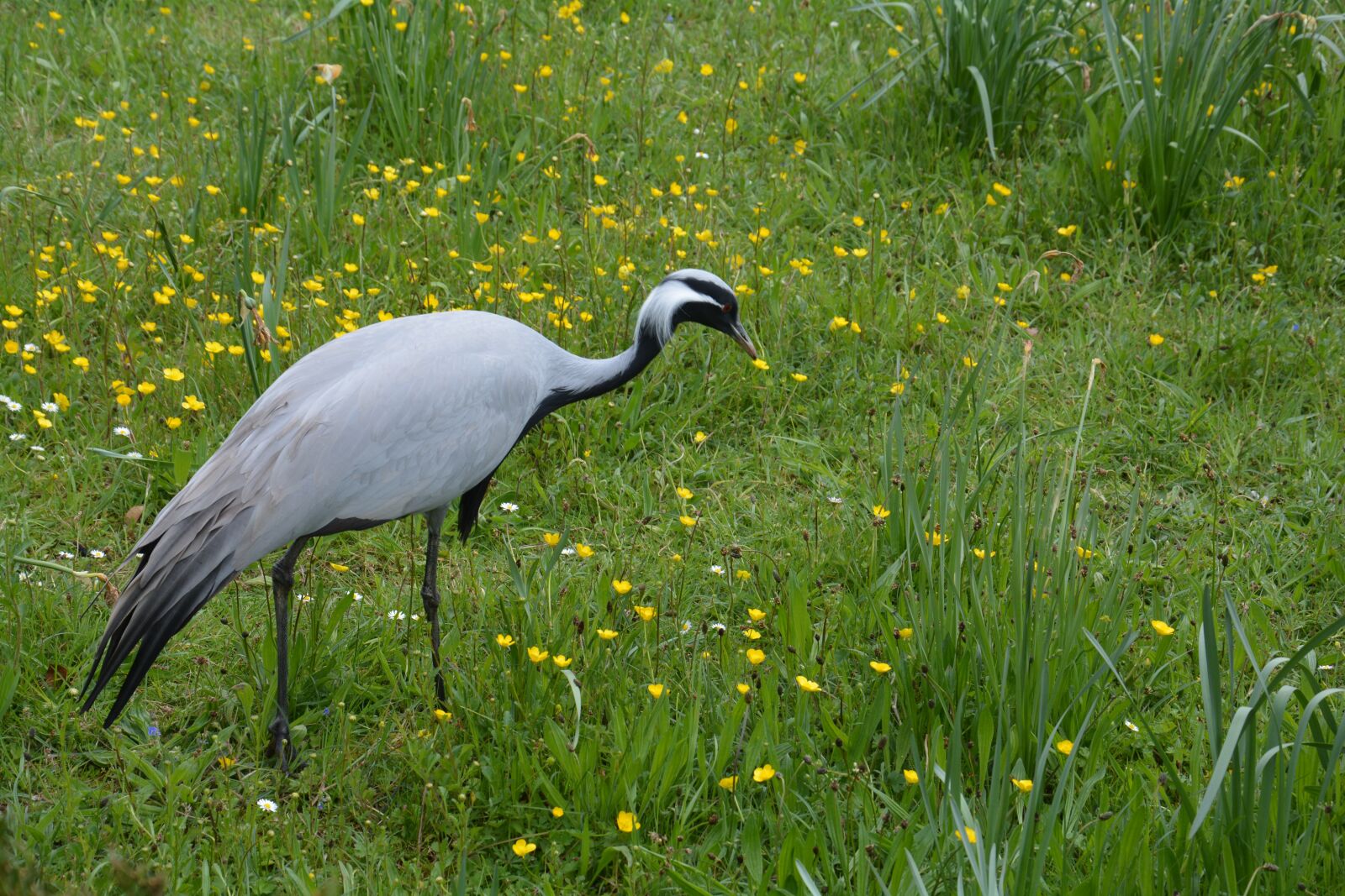 Nikon D5200 sample photo. Nature, bird, crane photography