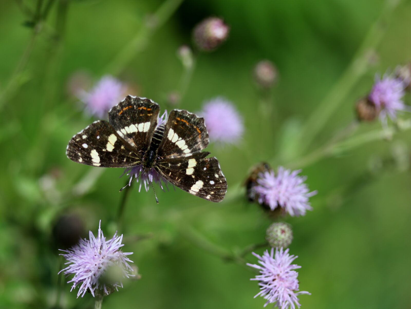 Canon EF-S 60mm F2.8 Macro USM sample photo. Butterfly, black, flower photography