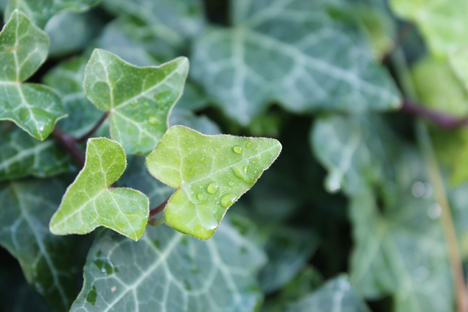 Canon EOS 1100D (EOS Rebel T3 / EOS Kiss X50) sample photo. Ivy, plant, nature photography