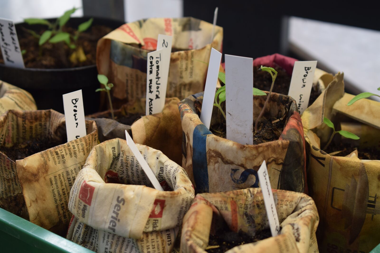 Nikon D3300 sample photo. Seedlings, vegetables, grow photography