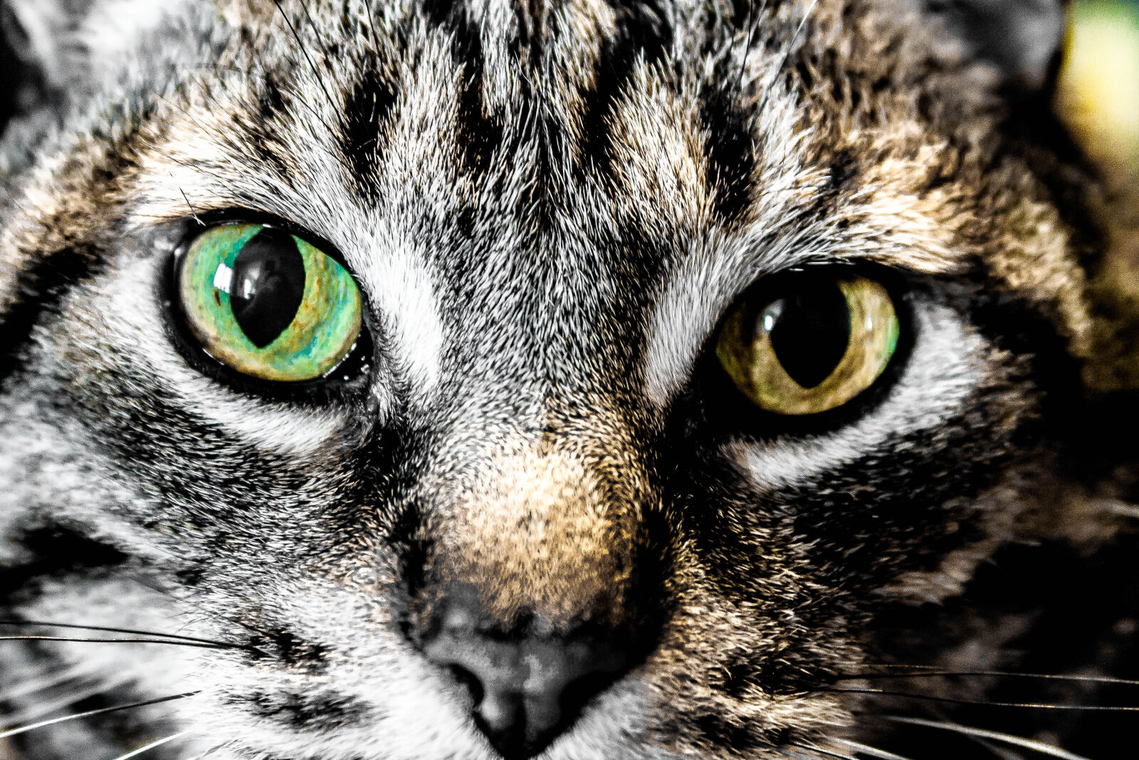 Canon EOS 1000D (EOS Digital Rebel XS / EOS Kiss F) sample photo. Animal, cat, eyes photography