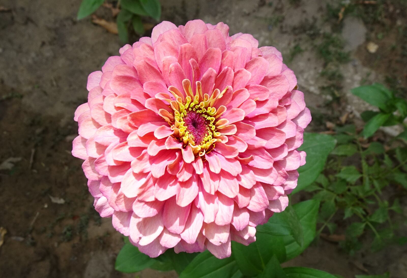 Sony DSC-WX800 sample photo. Flower, zinnia, pink photography