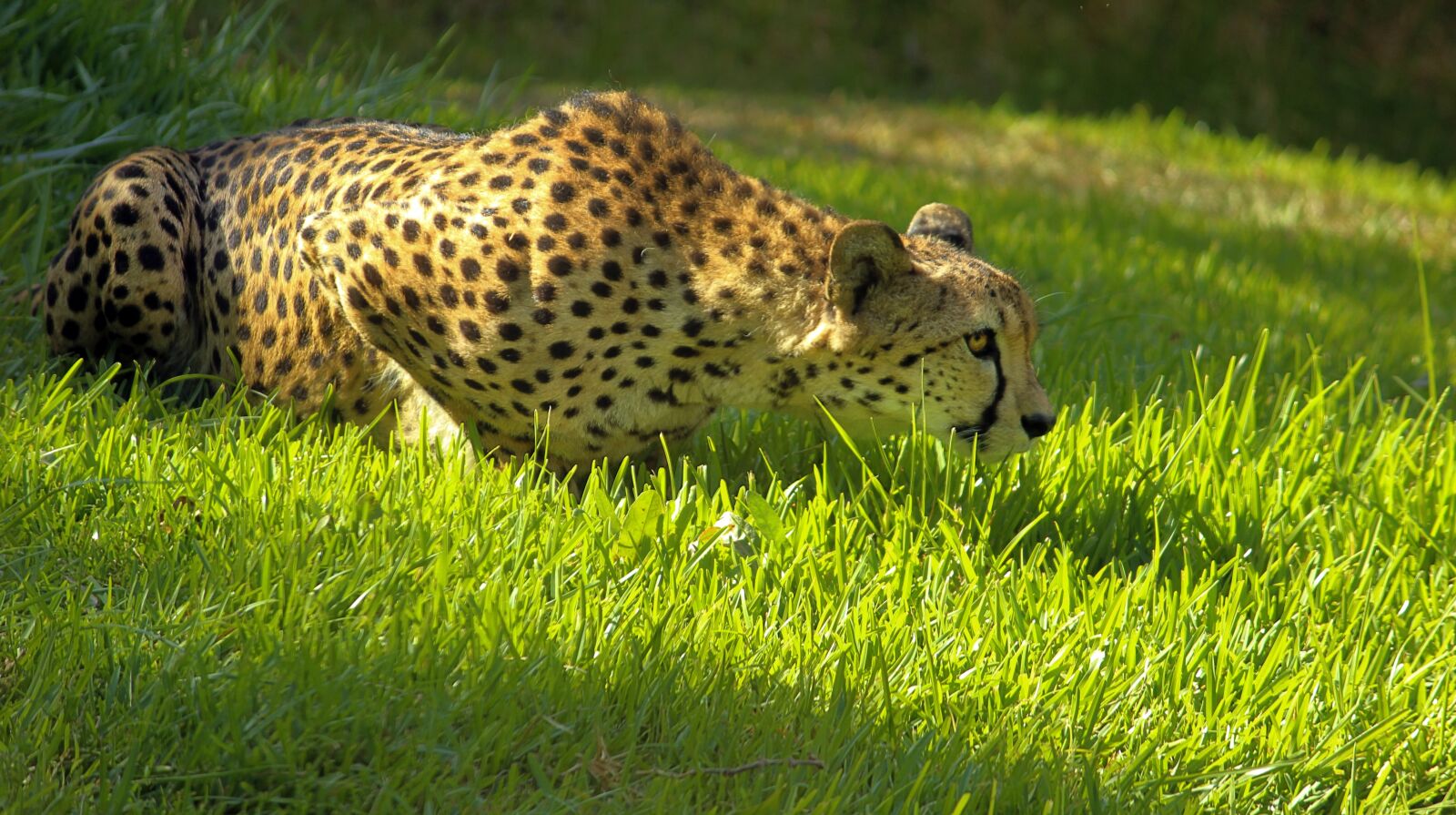 Canon EOS 600D (Rebel EOS T3i / EOS Kiss X5) sample photo. Cheetah, speed, feline photography