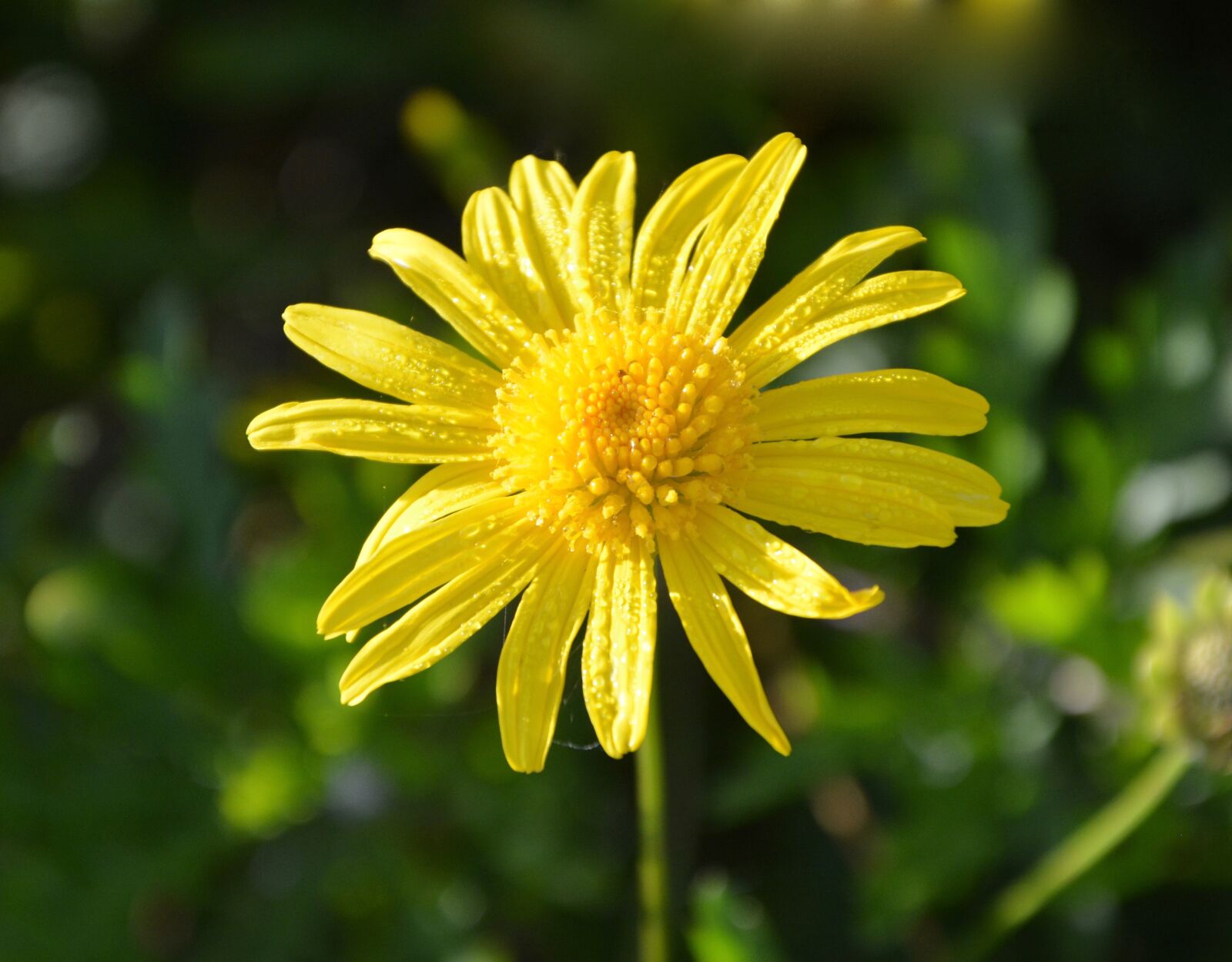Nikon D5200 sample photo. Flower, yellow flower, yellow photography