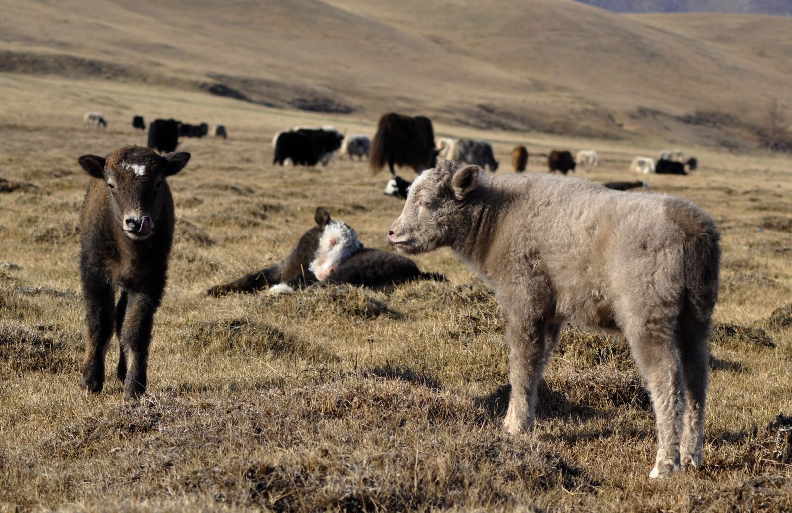 Nikon D90 sample photo. Yak, baby yak, grass photography