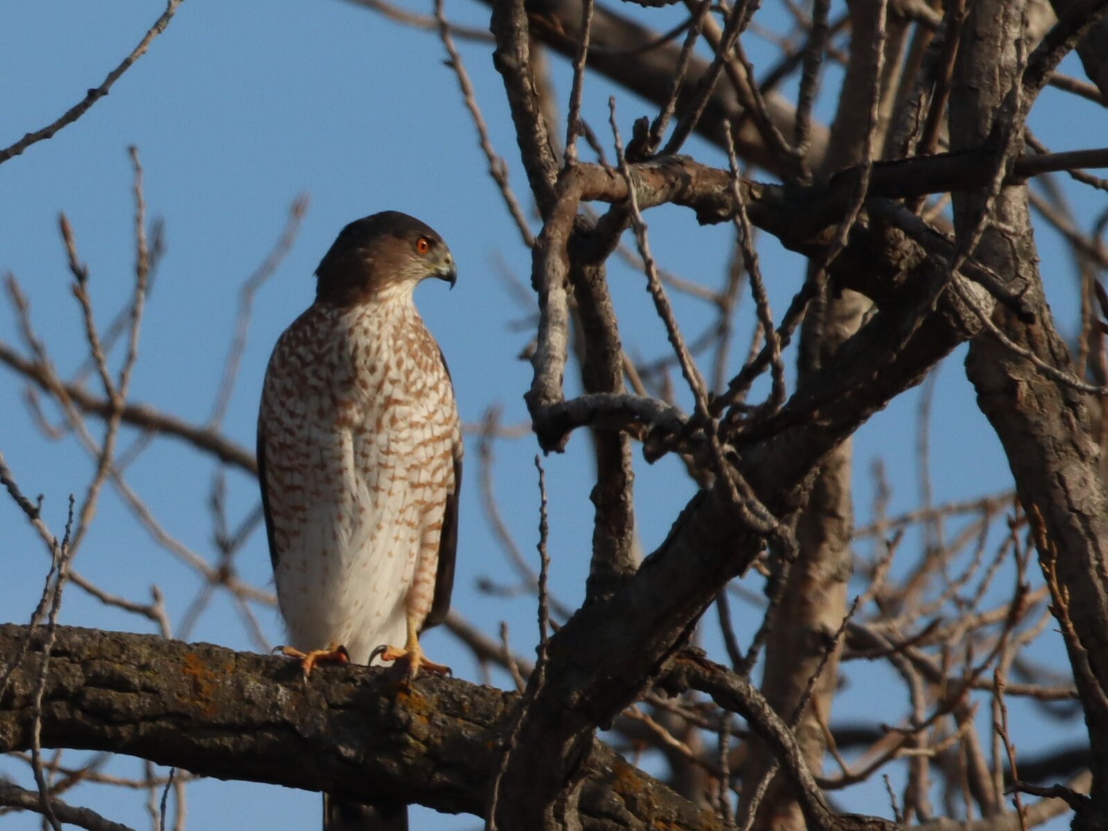 150-600mm F5-6.3 DG OS HSM | Contemporary 015 sample photo. Hawk, bird, nature photography