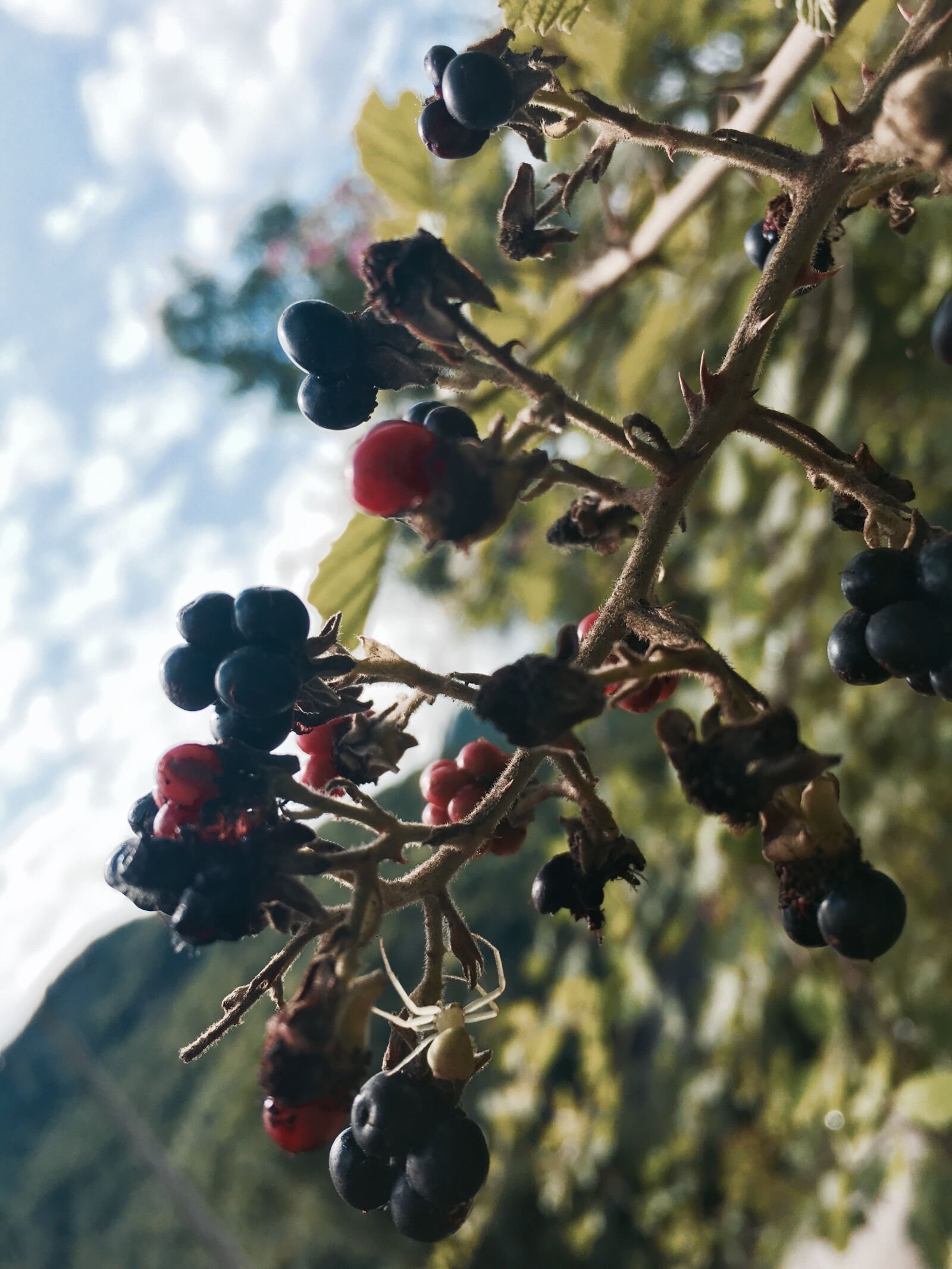 Apple iPhone 6s sample photo. Raspberry, spider photography