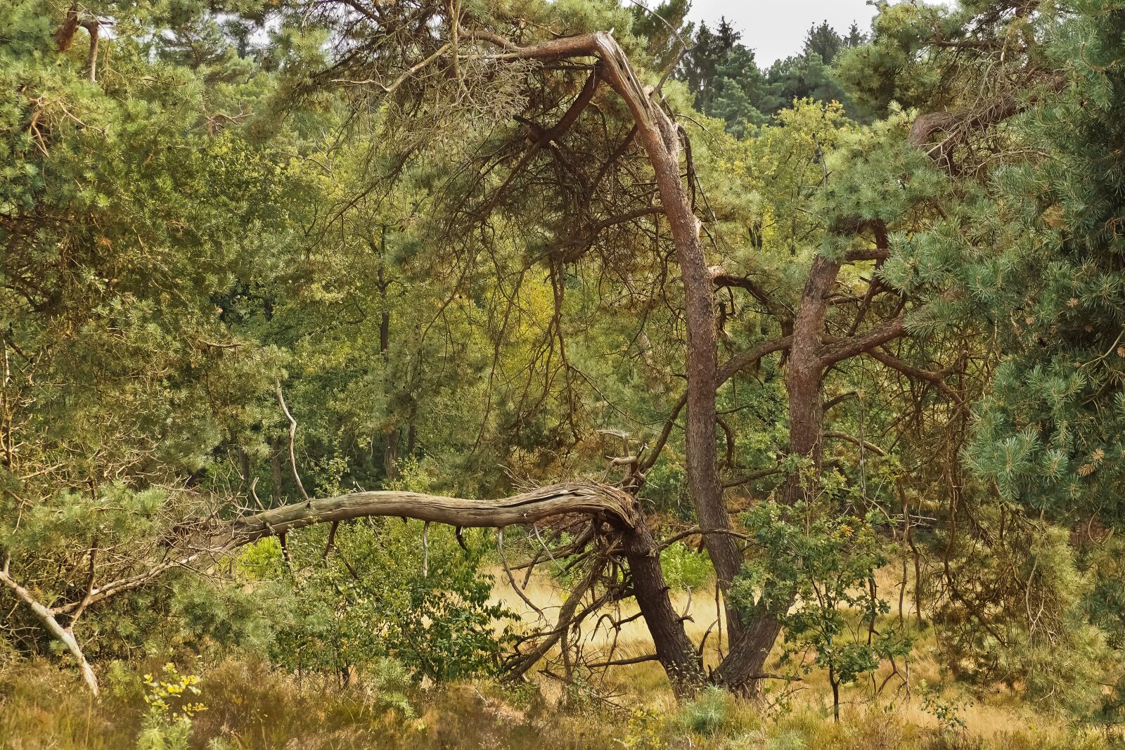 Olympus OM-D E-M10 sample photo. Forest, trees, nature photography