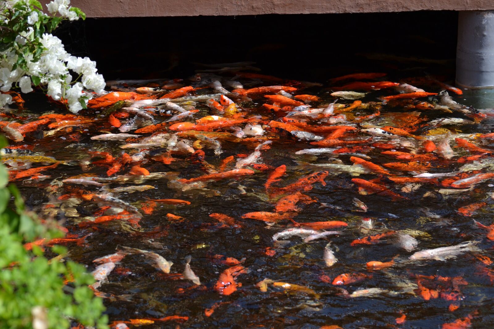 Nikon D3100 sample photo. Koi, pond, fish photography