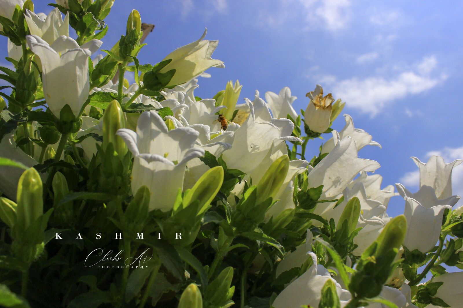 Canon EOS 600D (Rebel EOS T3i / EOS Kiss X5) sample photo. Flowers, bee, lavender photography