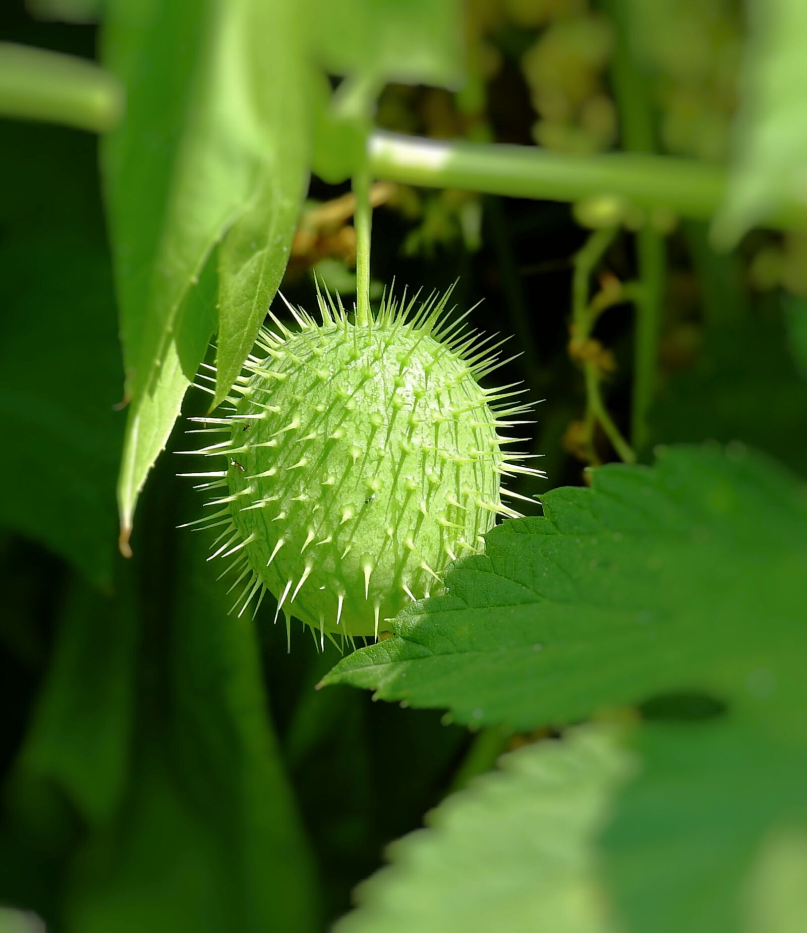 Nikon Coolpix P900 sample photo. Plant, spikes, green photography