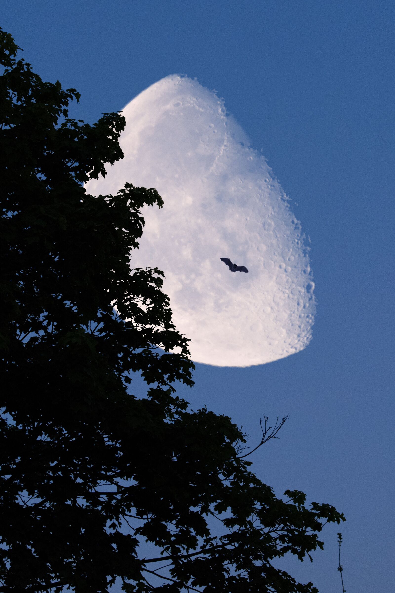 Nikon D500 sample photo. Moon, tree, night photography