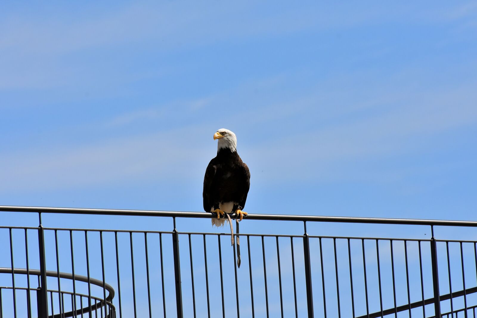 Nikon D7200 sample photo. Adler, bald eagle, sit photography