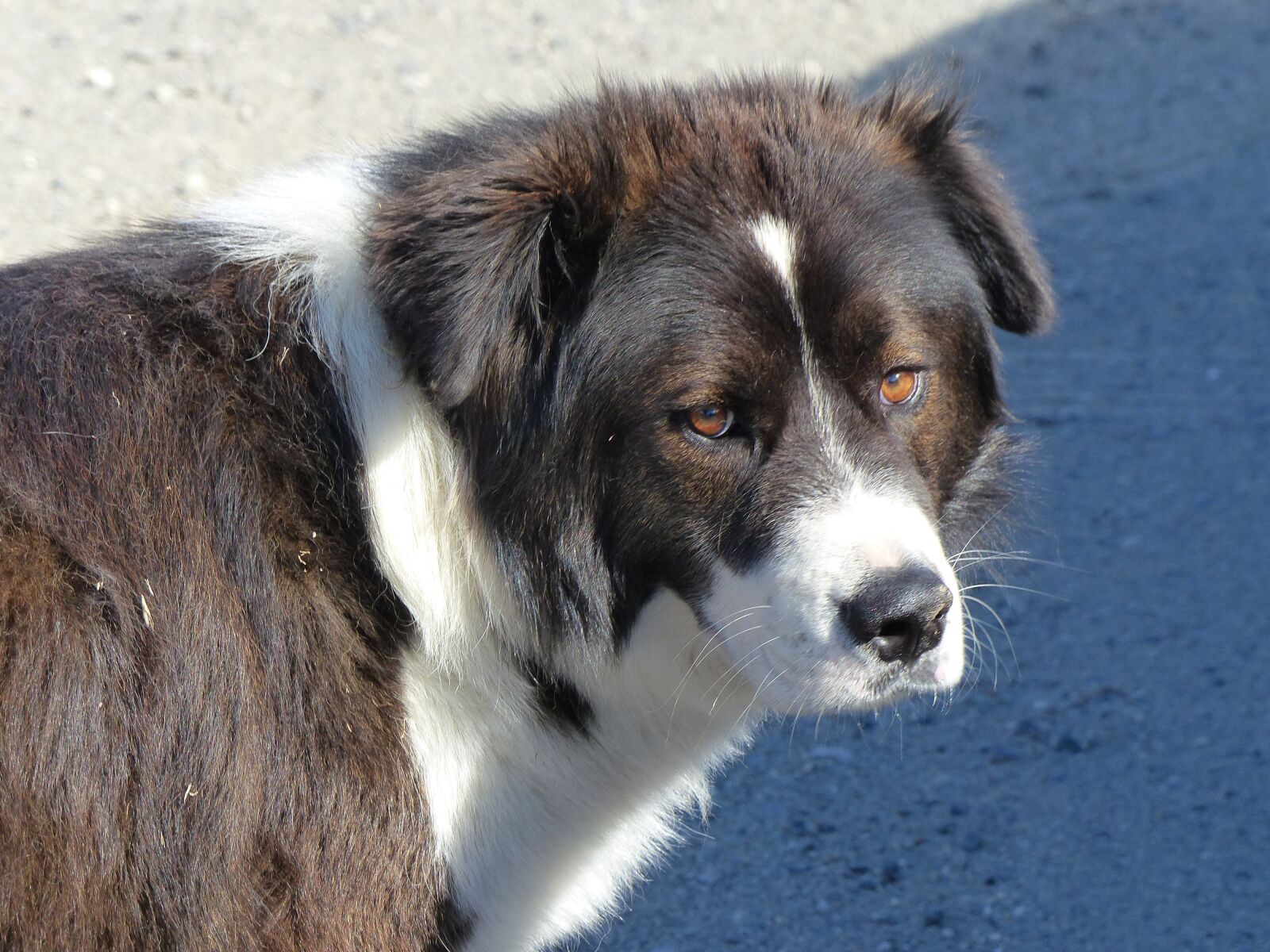 Panasonic Lumix DMC-FZ200 sample photo. Dog, canine, pet photography