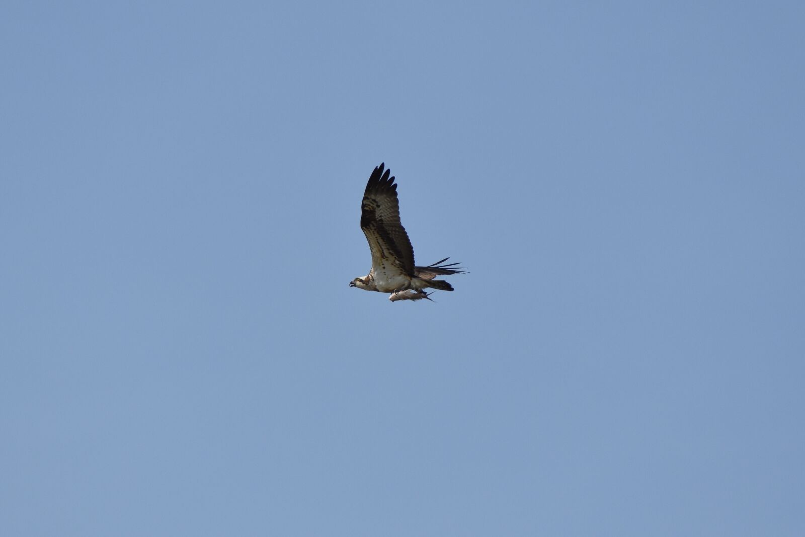 Nikon D7200 sample photo. Animal, sky, bird photography
